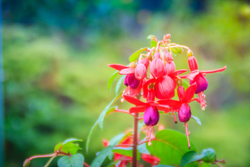 Pink Fuchsia magellanica flowers on green tree background. It's also known as the hummingbird...