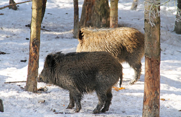 two wild boars (Sus scrofa) in the wood in winter