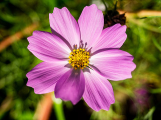 Obraz premium Wild garden cosmos in bloom 3