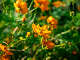 Orange Cosmos flower in bloom
