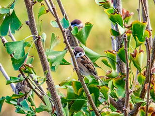 Sparrow in the treetops