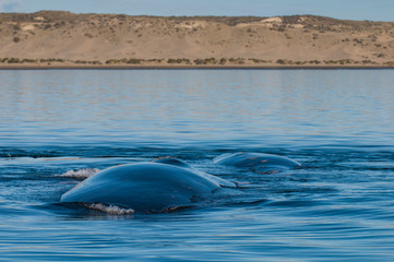 Whale Patagonia Argentina
