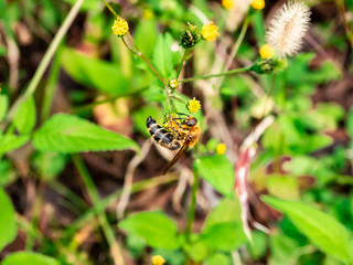 Japanese honeybee in the park 9