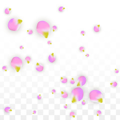 Vector Realistic Pink Petals Falling on Transparent Background.  Spring Romantic Flowers Illustration. Flying Petals. Sakura Spa Design. Blossom Confetti.
