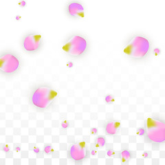 Vector Realistic Pink Petals Falling on Transparent Background.  Spring Romantic Flowers Illustration. Flying Petals. Sakura Spa Design. Blossom Confetti.