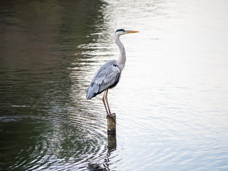Japanese Heron in a pond 2