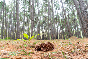 Pine seed vegetate in the forest on the floor