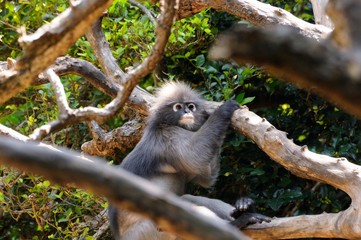 Wild dusky langur, dusky leaf monkey, spectacled langur, spectacled leaf monkey (Trachypithecus obscurus) in rainforest of Thailand