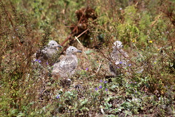 Gaivotas bebés