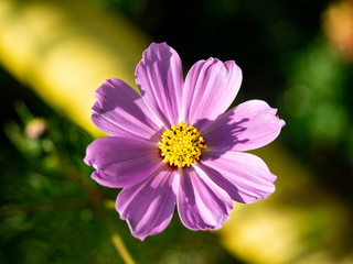 Fototapeta premium Wild garden cosmos in bloom 5