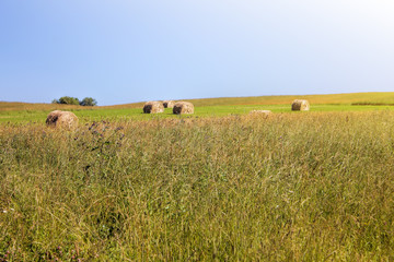 Fototapeta premium Twisted yellow haystack on agriculture field landscape, background