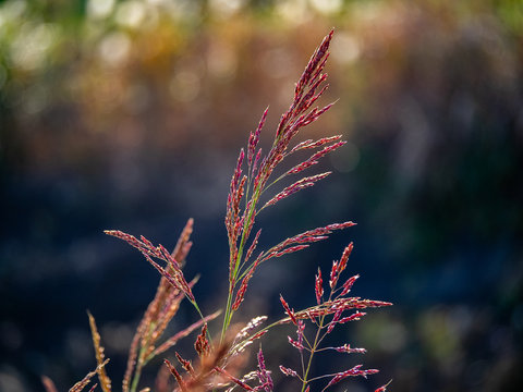 red johnson grass in fall
