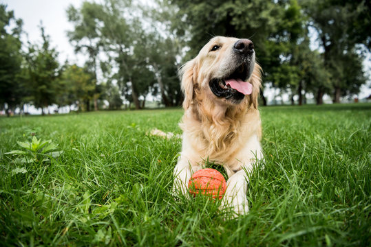 selective focus of cute golden retriever dog lying with rubber ball on green lawn