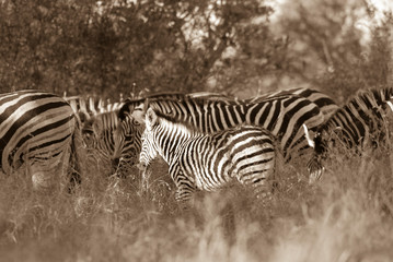 Herd of zebras in the African savannah