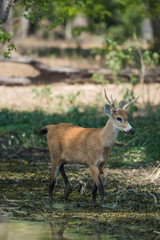 Naklejka na ściany i meble Marsh deer, pantanal Brazil