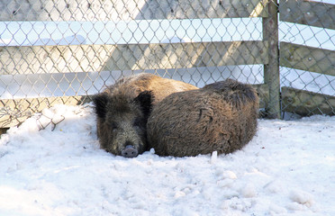 two wild boars (Sus scrofa) sleeping in winter