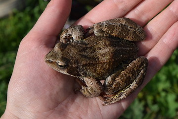frog in the hand
