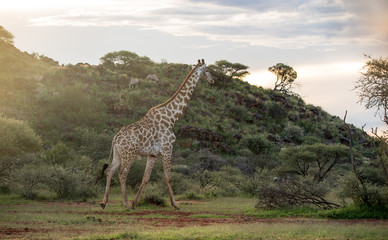 giraffe walking at sunset  (Giraffa)