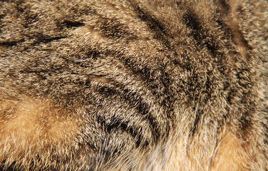 close photo of gray and brown cat fur useful for background