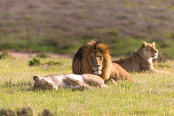 Lion group three  (Panthera leo)