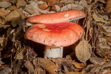 Mushrooms in the forests of the Sierra de Grazalema, Cortes de la Frontera, Cadiz. Spain