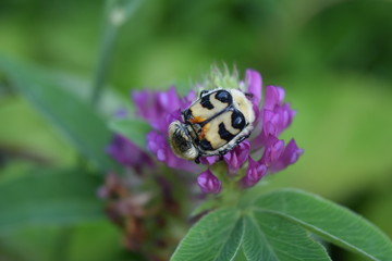 striped beetle