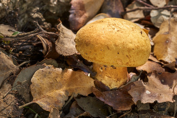Mushrooms in the forests of the Sierra de Grazalema, Cortes de la Frontera, Cádiz. Spain