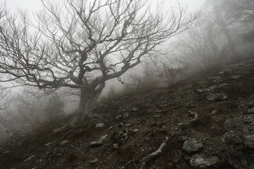 Autumn landscape of foggy forest. black and white landscape