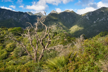 Sierra Blanca. Estrivaciones con el Parque Nacional de Sierra de las Nieves, Málaga. España