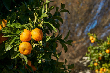 Bitter orange (Citrus aurantium)