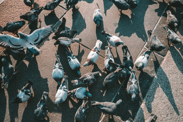 Pigeons at Cathedral Square, Milan, Italy