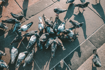 Pigeons at Cathedral Square, Milan, Italy
