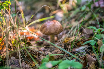 mushroom in the grass