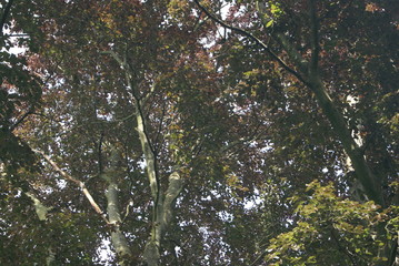 BRANCHAGES