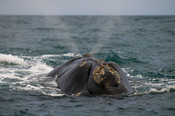 Whale Patagonia Argentina