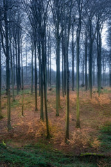 Sonian Forest outside Brussels in winter