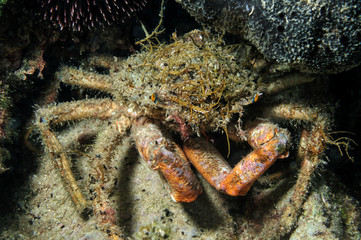 spider crab