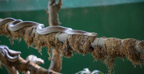 snake on tree