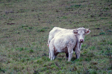 Familia de vacas en los alpes franceses