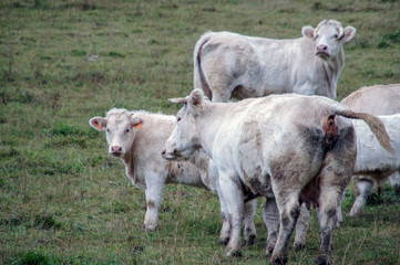 Vacas en los alpes franceses