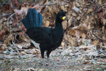 Bare faced Curassow, in a jungle environment, Pantanal Brazil
