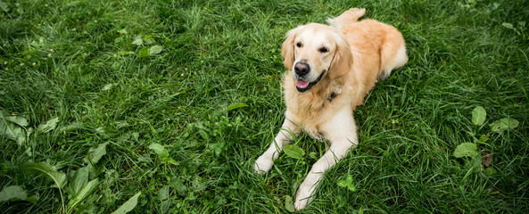 golden retriever dog resting on green lawn in park