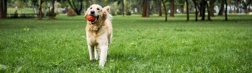 funny golden retriever dog running with ball on green lawn