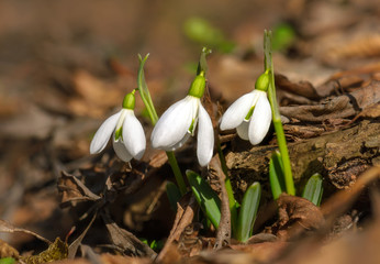 Snowdrop flowers in nature