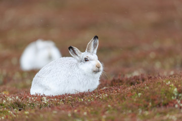 white mountain hare, lepus timidus