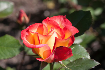 A beautiful red fragrant cloud rose or A red floribunda , Floribunda Rose