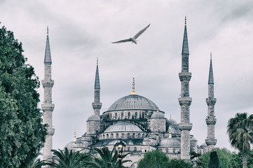 Fototapeta na wymiar Sultan Ahmed Mosque or Blue Mosque with seagull in sky