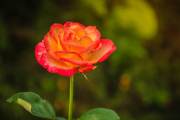 Obraz premium Beautiful single orange rose flower on green branch in the garden. Blooming fresh orange rose flower in the morning.