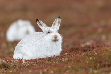 white mountain hare, lepus timidus