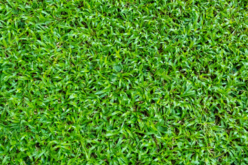 Green grass texture for background. Green lawn pattern and texture background. Close-up. © Lifestyle Graphic
